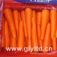 80g-150g New Crop Fresh Cenoura